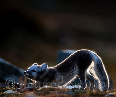 BB 13 0138 / Vulpes lagopus / Fjellrev